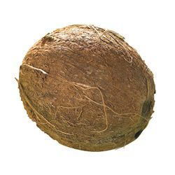 COCONUT WITHOUT TAIL
