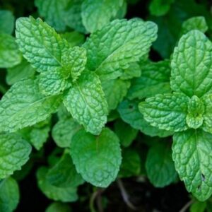 MINT BUNCH