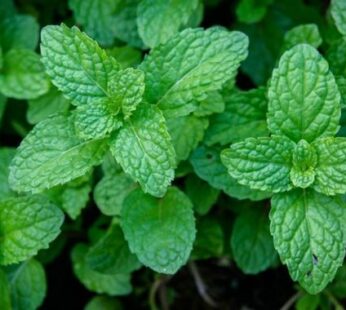 MINT BUNCH