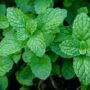 MINT BUNCH