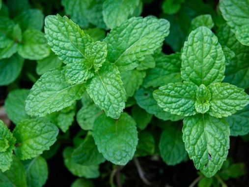 MINT BUNCH