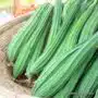 RIDGE GOURD 400-500 GRAM