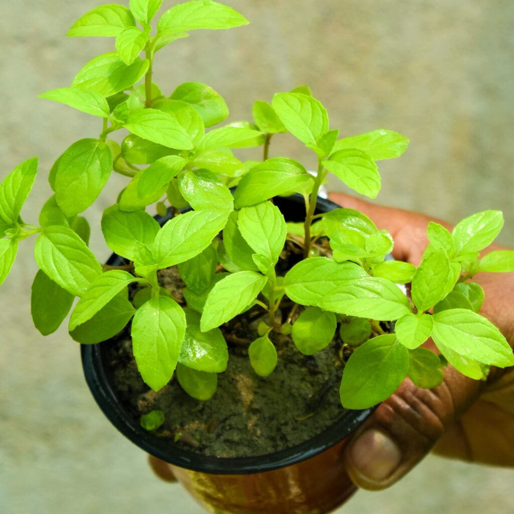 FRESH TULSI PLANT