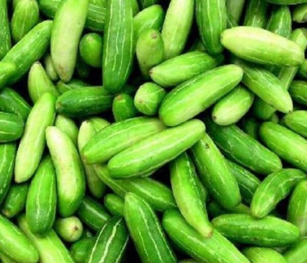 TINDLI FRESH P/KG
