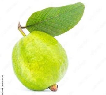 FRESH GUAVA 1PCS