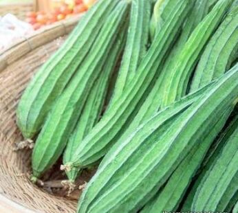 RIDGE GOURD 400-500 GRAM