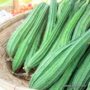 RIDGE GOURD 400-500 GRAM