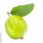 FRESH GUAVA 1PCS