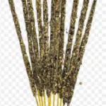 BIC NAG CHAMPA 25 GR